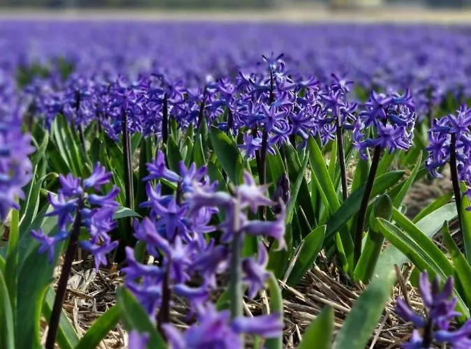 De Bloemenkwekerij Сasa de vacaciones *