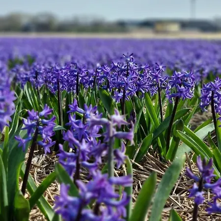De Bloemenkwekerij Дом отдыха *