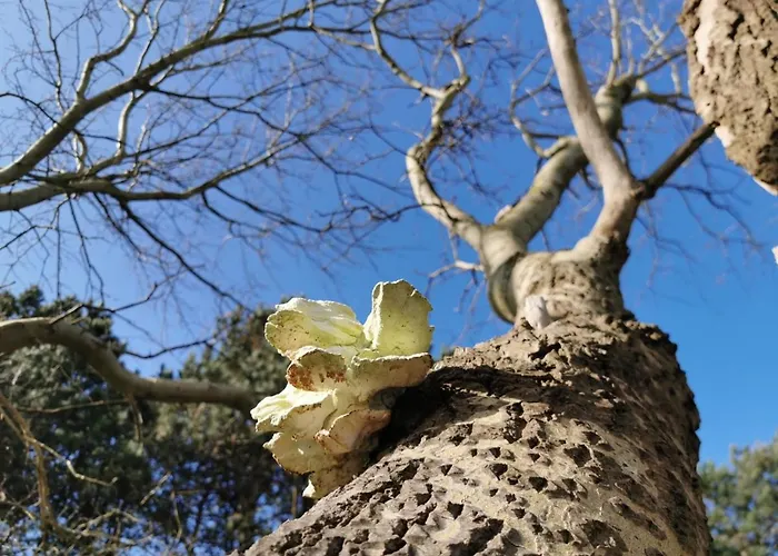 De Bloemenkwekerij Egmond-Binnen